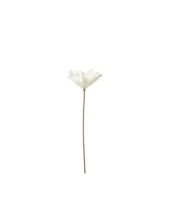 Fleur blanche